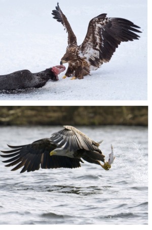 White-tailed eagle with dead seal
